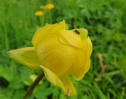 15 Trollius europaeus (Botton d'oro) con ospite